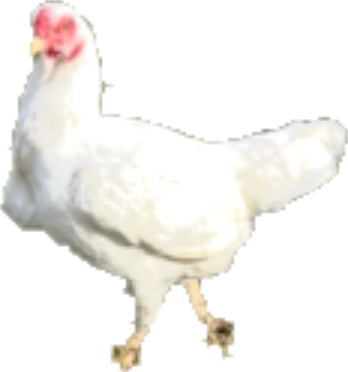 Cornish Crossing hen